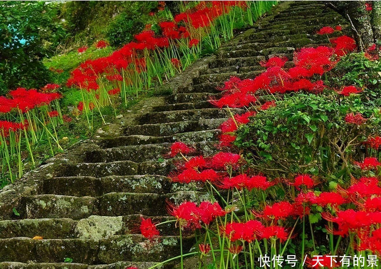 这些花不吉利又难听,开花再漂亮,也不敢在家养