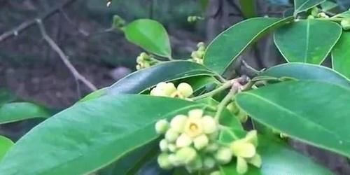 沉香树长什么样子?有什么作用功效?