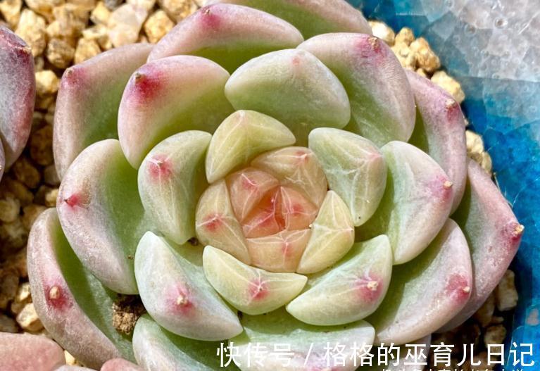 多肉冰魄不是冰玉,虽然名字只有一字之差,但它有2个明显的特征