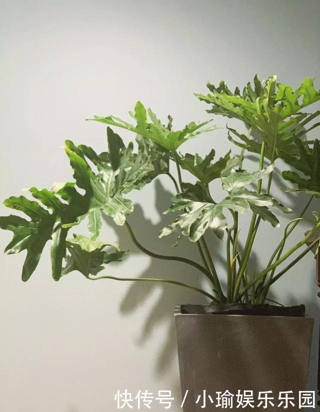 客厅养花,聪明人就选这6种,时尚大气,旺人旺宅!