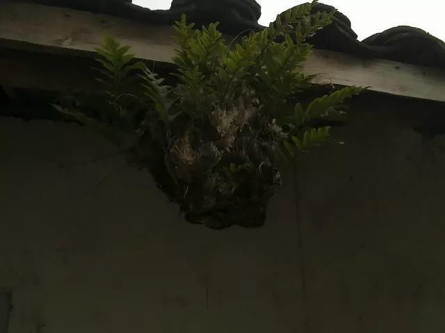 垂盆草|屋顶上的野草,人称“房神”,别再拔了,是福气!