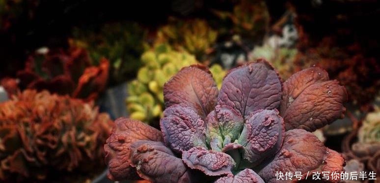 夏天|夏天室内养多肉好处多,度夏省心,但要注意3件事,不然还是会挂!