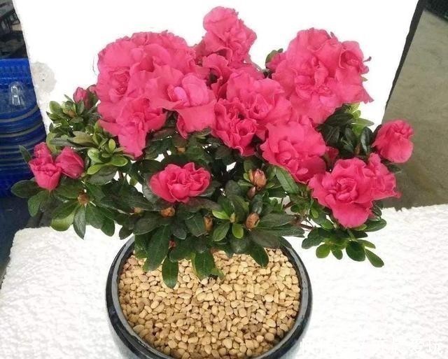 鸡蛋壳|自己制作养花肥料，没那么难，三样东西到处都是，养花不错