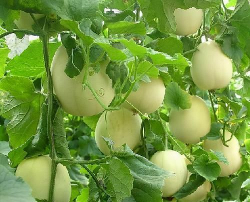 排毒养颜|女性不想老太快,那就多吃三种食物,排毒养颜,滋补身体!