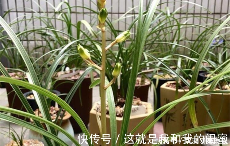 生根|养兰花，给它喷点“生根水”，大白根直冒，长得肥肥壮壮！