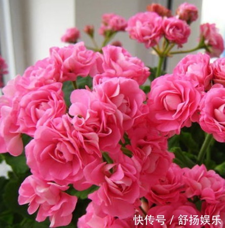 1种“洋绣球”，养花人爱不释手，开花多、花期长，养护也不难