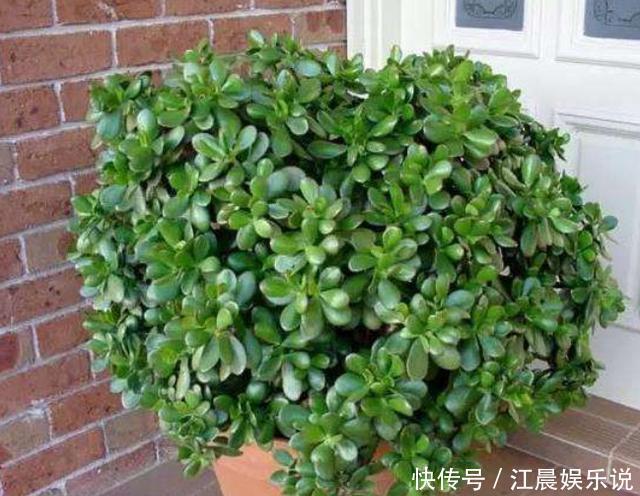 光照|想把玉树养开花,避开“修剪”误区,秋末必然满树花