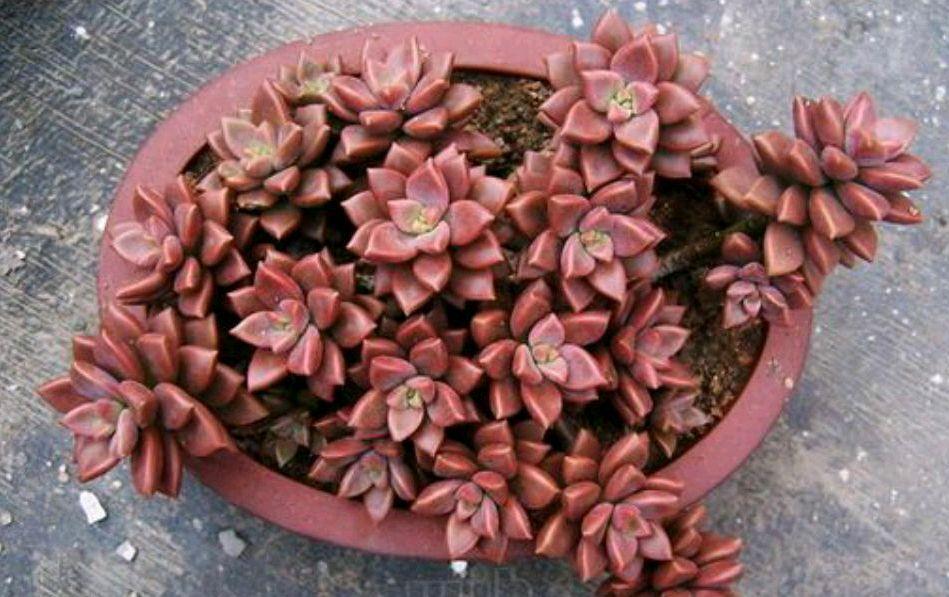 普货姬胧月，10月买来后这样养，出状态后比贵货还美