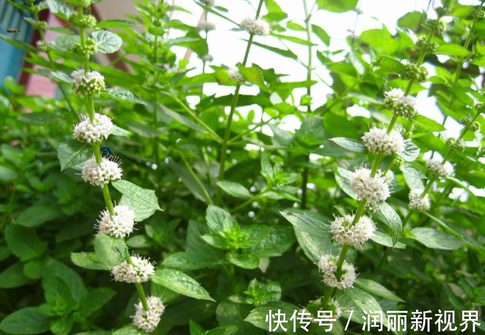 生物入侵|家庭养6种花“要当心”,容易出现“生物入侵”,天天起来要清理