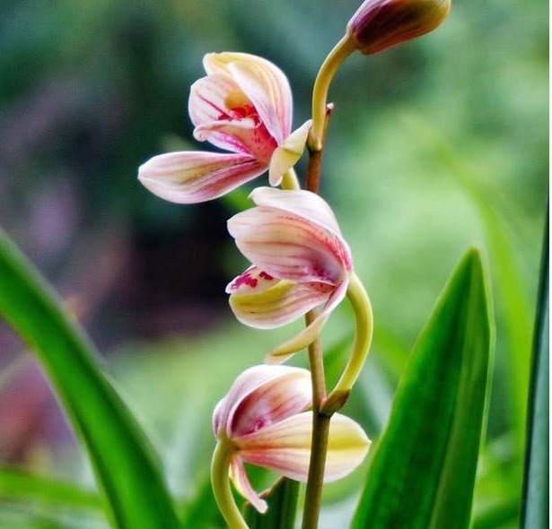 树皮|老花农养兰花,用3种植料,兰花不烂根,芽蹭蹭冒,花呼呼开