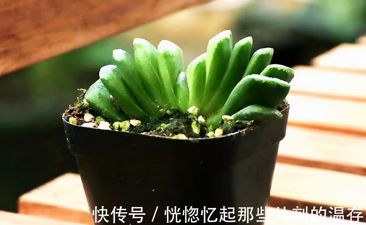 凝脂莲|10种颜值爆表的多肉植物,看看你家养了几种