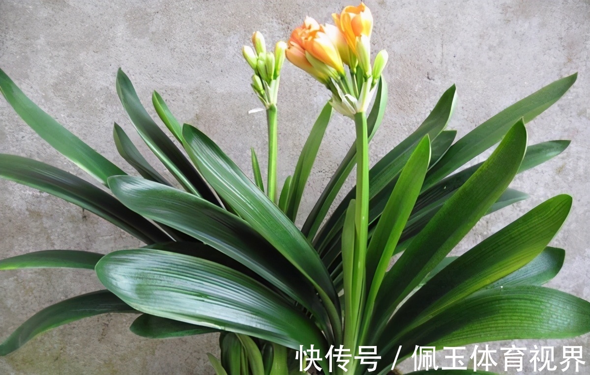 透气性|想要君子兰一花多箭，现在就得做好养护，背熟5句话，用上就管事