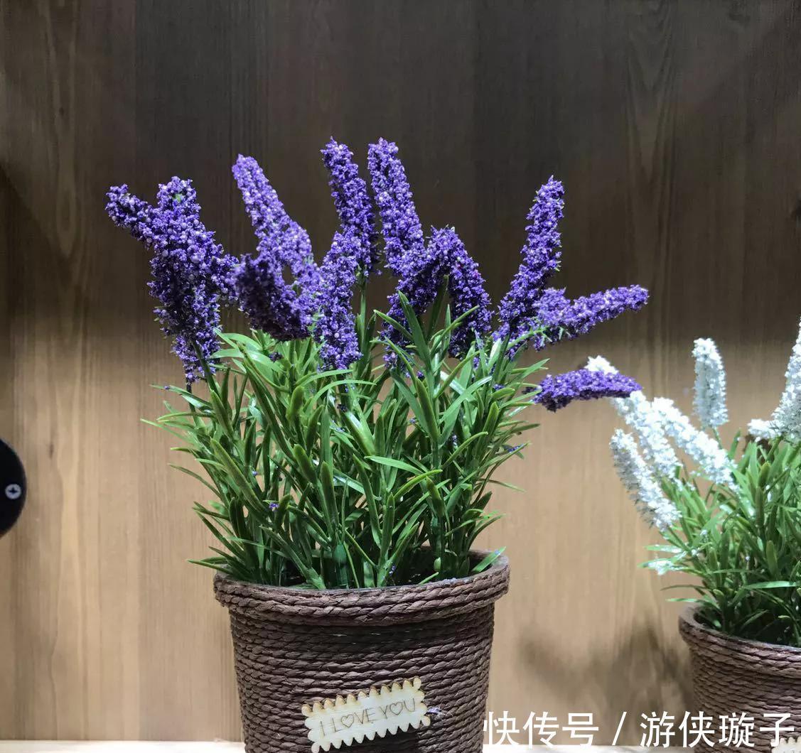 几种花很漂亮，好吃又养生，懂花的人都喜欢，你家有吗