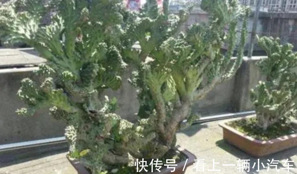 3种耐旱花,长得高大,美观大方,还能招财镇宅!