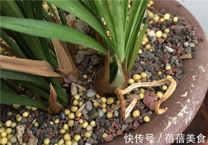 这花先别搬进屋,放外面冻20天,很快就开花