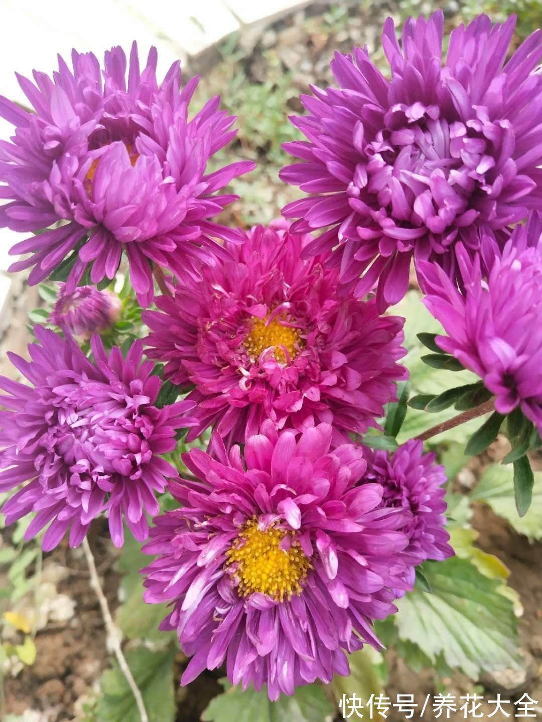 老年人喜欢的7种花,一看见就走不动路,年纪越大越喜欢