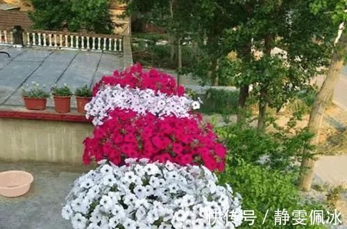 盆栽|刚刚接触养花,盆栽什么好?那就选此3款,成本低、观赏性高