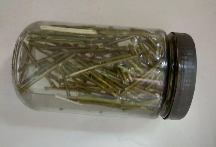 水杨酸|它是天然“生根剂”,给花浇一点,根系壮猛发芽!