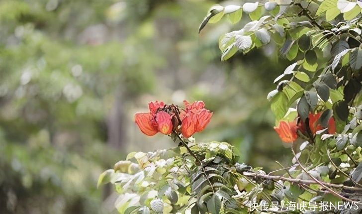 枝头“火焰”燃烧映红鹭岛初夏 火焰木迎来盛放期