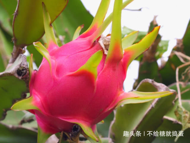 黄疸|女性在怀孕后,平时尽量多吃4种常见食物,或助胎儿预防“黄疸”