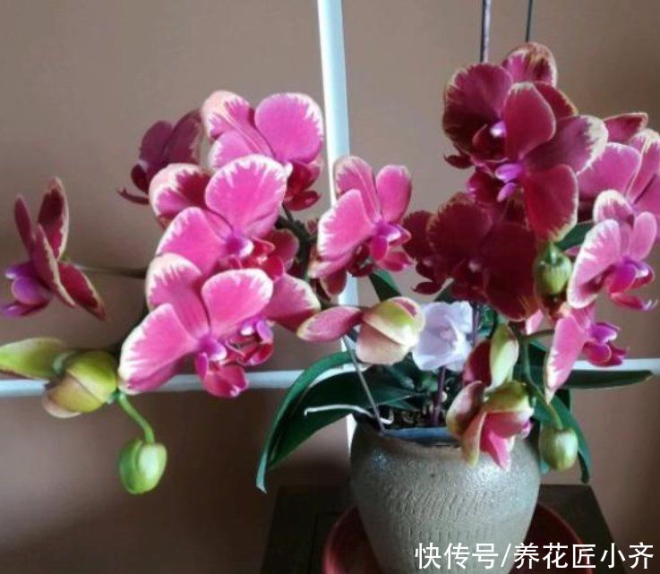 发黄|不要小瞧5月的太阳，这12种花赶紧遮阴养，晒太阳容易叶片枯黄