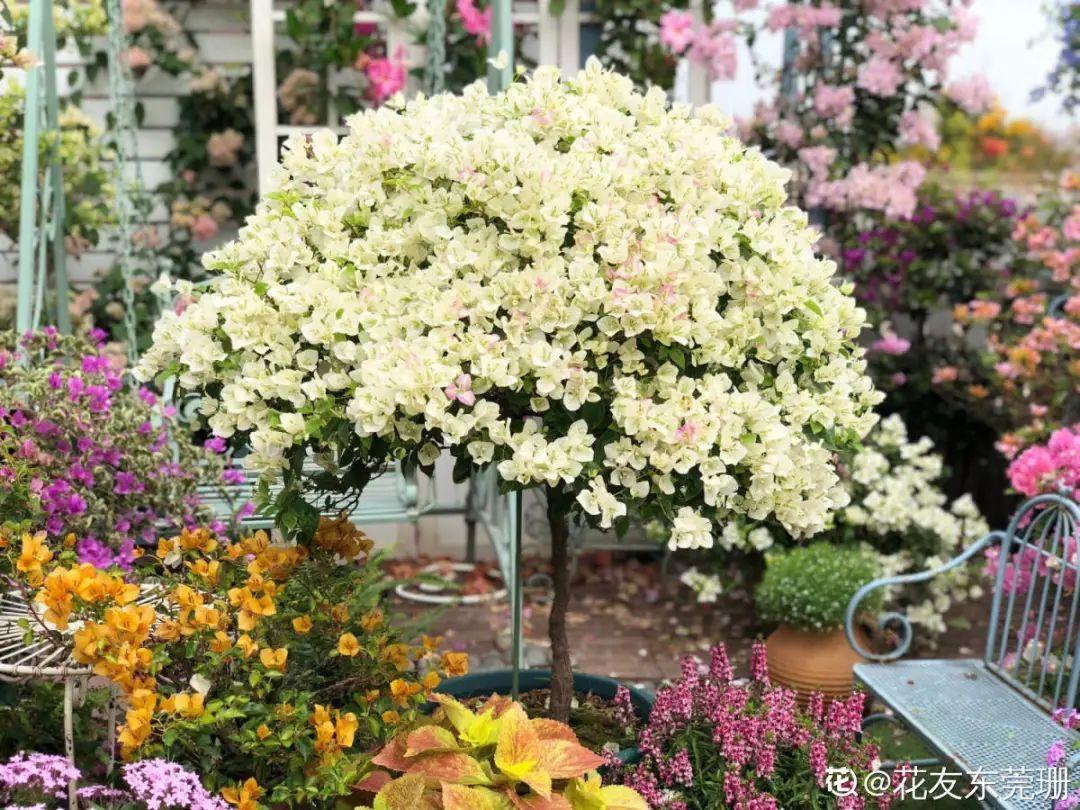 家里养了月季，花后使劲剪，越剪越开花，真省心