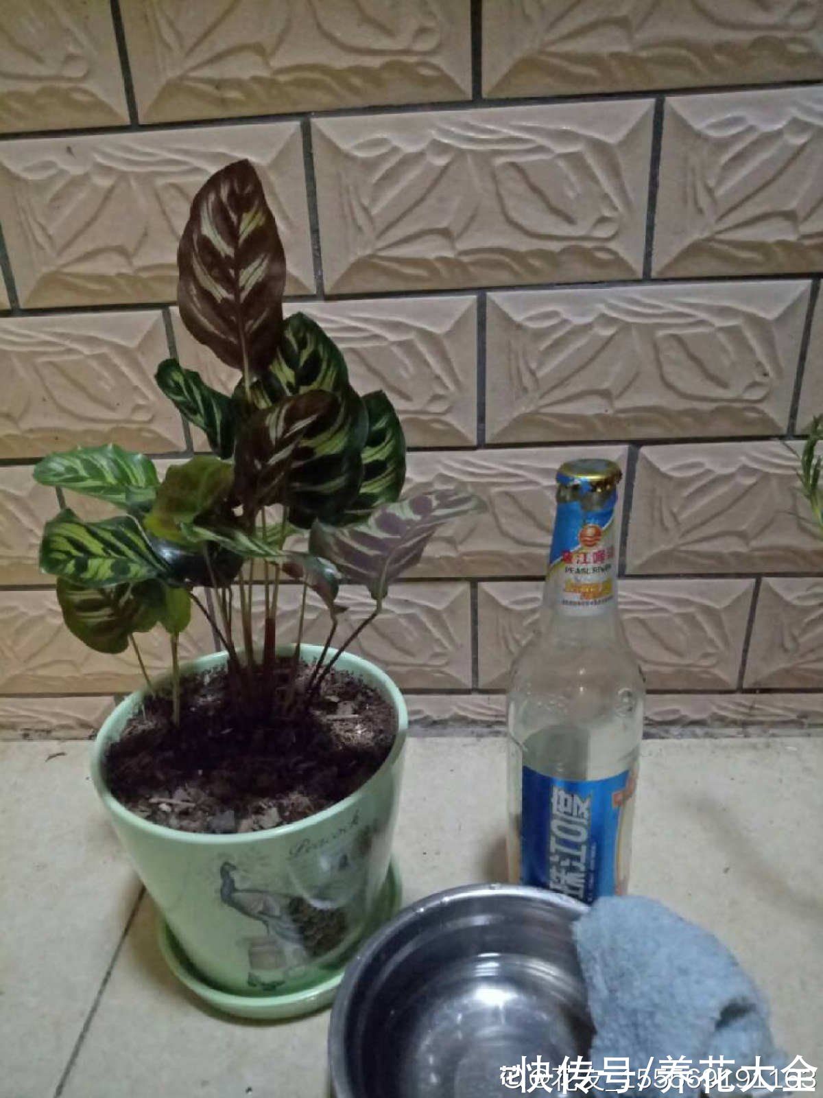 养花|养花用点“酸酸水”,花长得特旺,叶子绿得直滴油