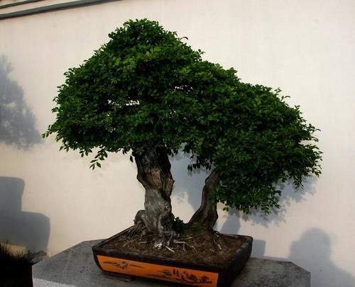 盆景养护不周造成植株萎蔫，找到原因，救治及时很重要