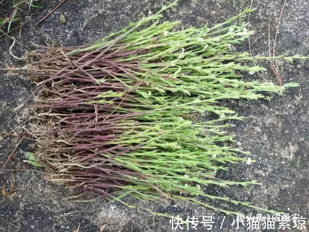 中药材|人称“孩儿草”，小时候挖来换零食，如今千元一斤，遇到要珍惜