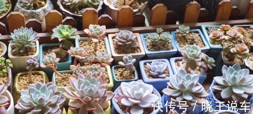 多肉控水不等于断水,掌控好浇水节奏和水量,多肉更精致