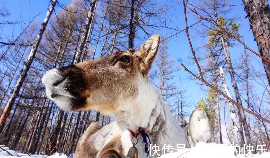 驯鹿|圣诞老人的坐骑藏在大兴安岭的森林里，快让它带你去找圣诞老人