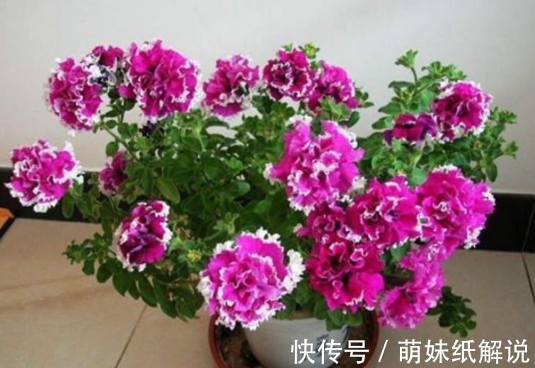 “4种花”埋土里就活,不用管也能花开不断,好养易活开成花海!