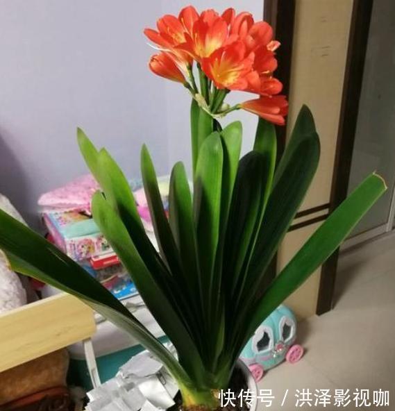 肉质性|养君子兰、长寿花、蟹爪兰,不开花怎么办别怕,学它就对了
