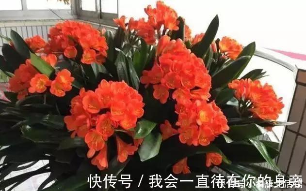 高手教你养君子兰,盆里埋2种东西,长得根粗、叶绿