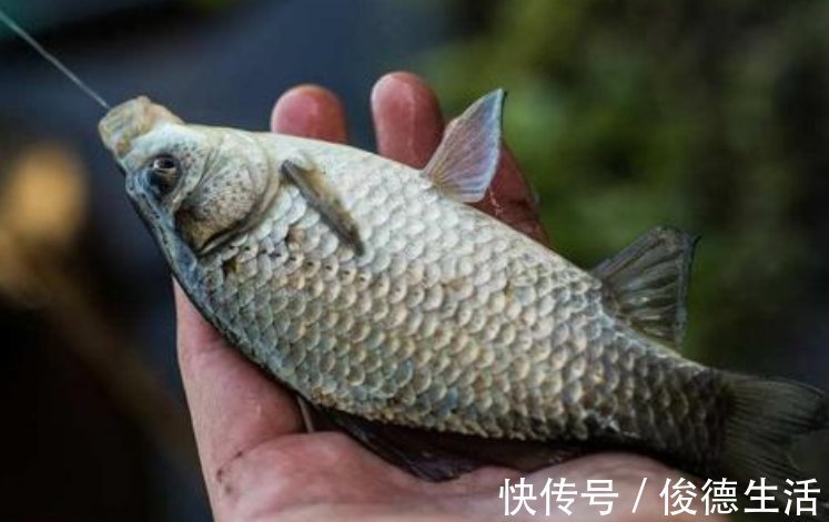 专攻|老钓友私藏配方,专攻野生鲫鱼,制作简单效果好,别错过