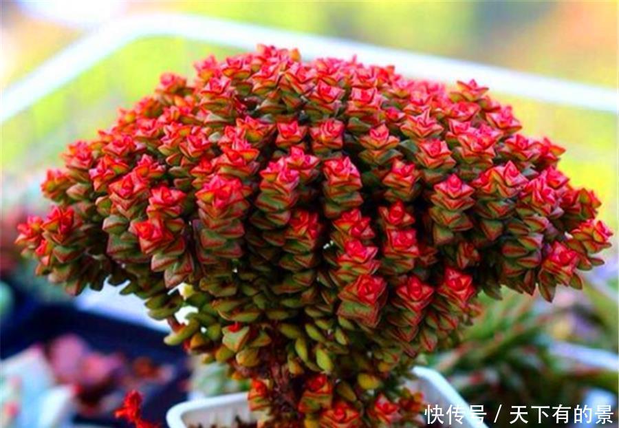 我们的生活|如何让多肉小米星变得鲜红可爱?无非做好3点,1个月颜值逆袭
