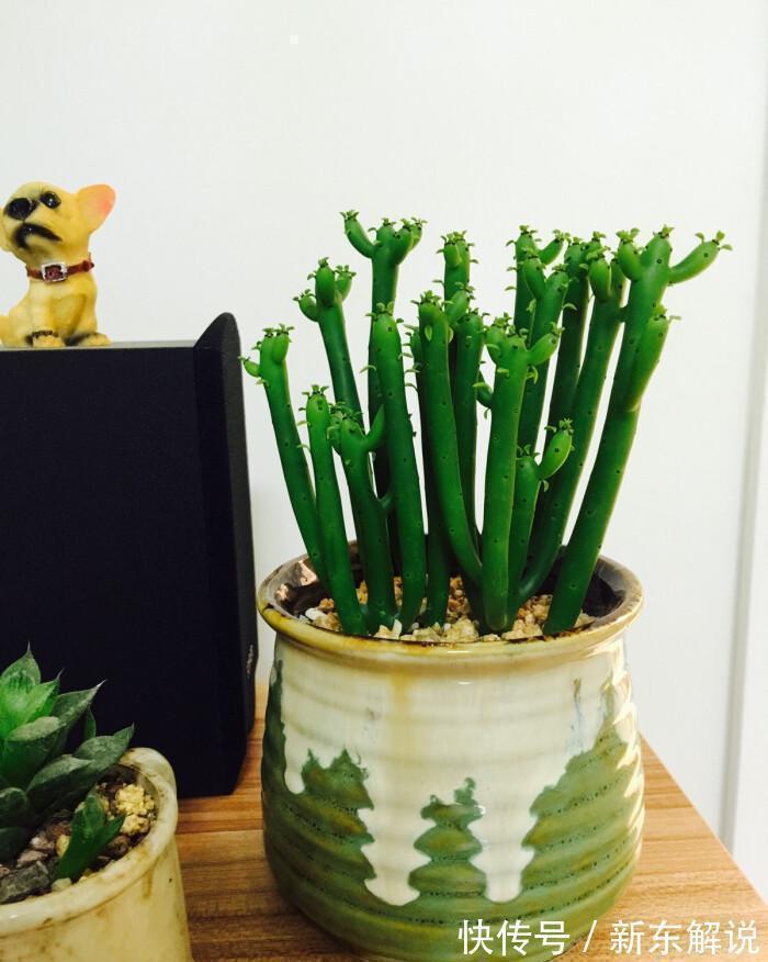 5种“毒花卉”，再漂亮也没用，家有孩子慎养，赶快丢到外面去