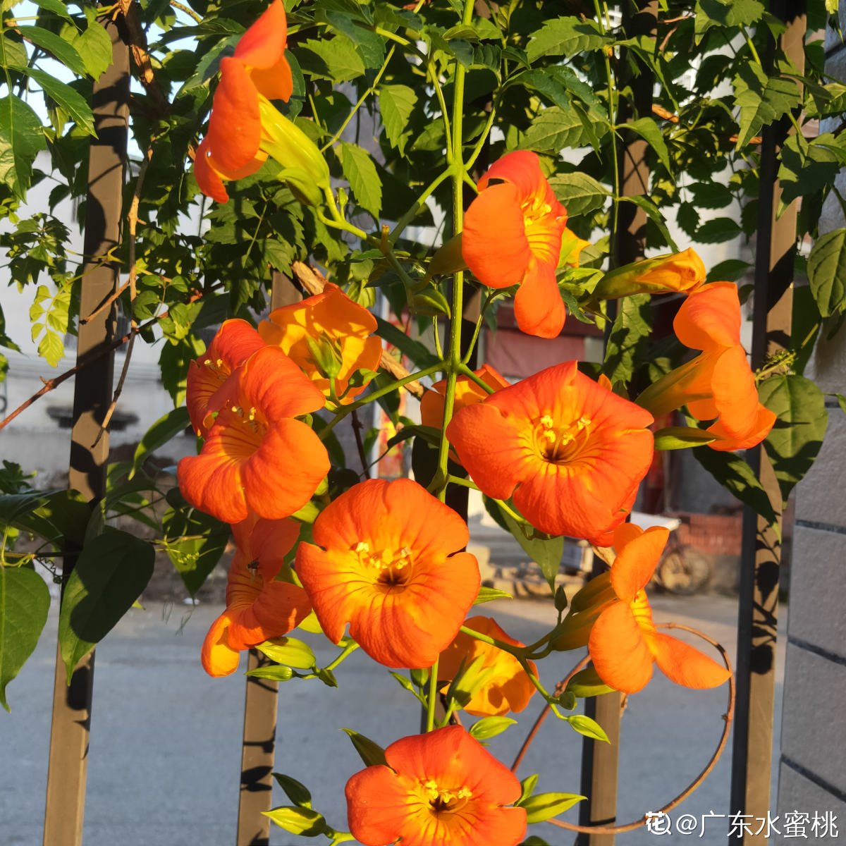 鸡蛋花|8月开得最好的9种花，养了就能开，做8月最靓的花