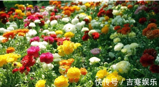 奇花!芹菜叶开出牡丹花,花色丰富,物美价廉,简直美爆了