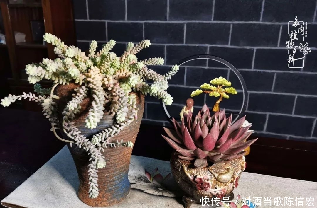 多肉桃花源:别人笑我太疯癫,我笑他人看不穿!