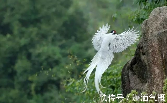 白鹇|白鹇鸡!太美了!