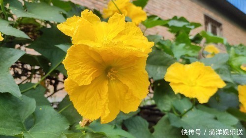 药食同源|丝瓜叶不要扔掉,城里卖15一斤!懂得人不多,记得告诉家人!