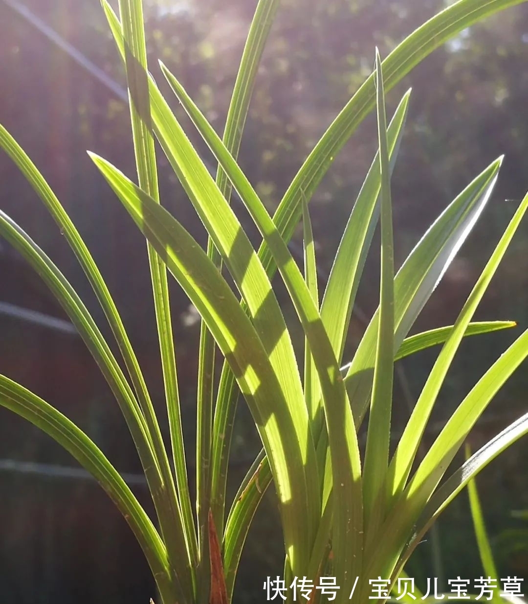 刚买的兰花怎么种?4种常犯的错误,新手兰友要学会避免