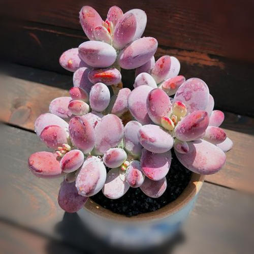 秋丽秋丽|养多肉10年,总结5种便宜好养的多肉,容易出状态,值得拥有