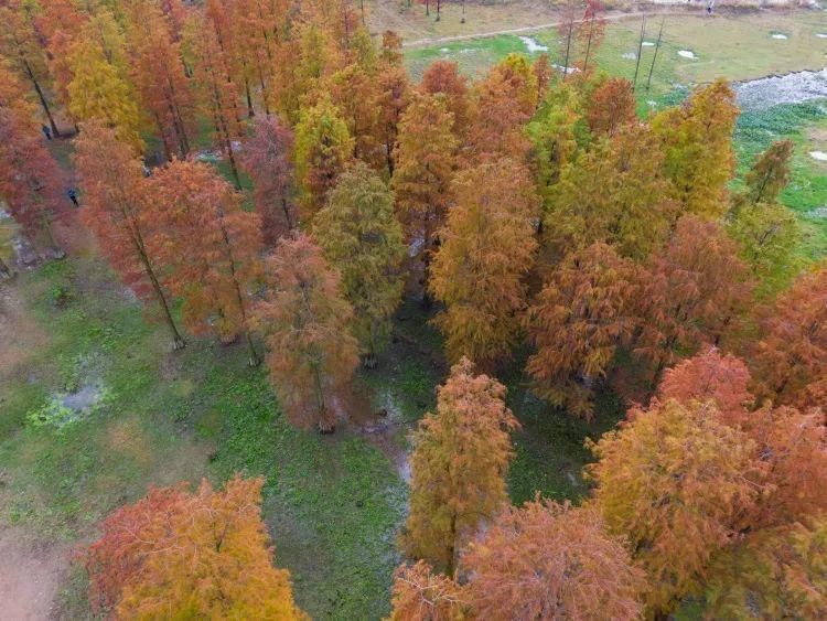 红杉林|这片风景，最近“红”遍余姚人的朋友圈