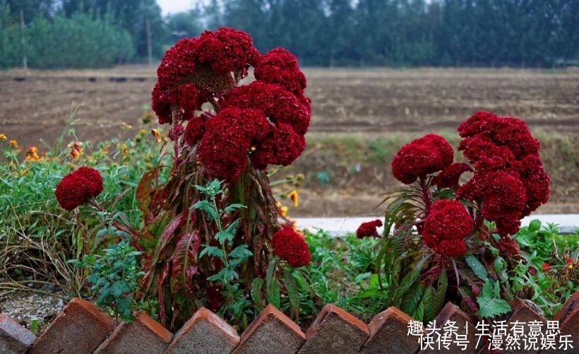 花坛|此花，有人称之“花中之禽”，实则滋补强身，掌握技巧养出花坛