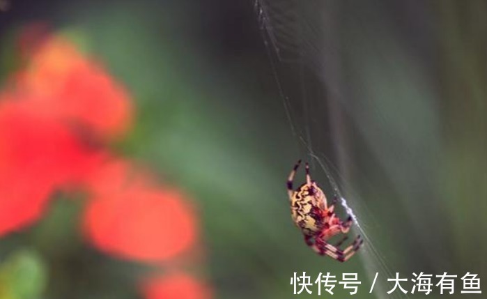 蝙蝠|俗语“四喜不请自来,家中大富大贵”,是什么意思四喜指哪些