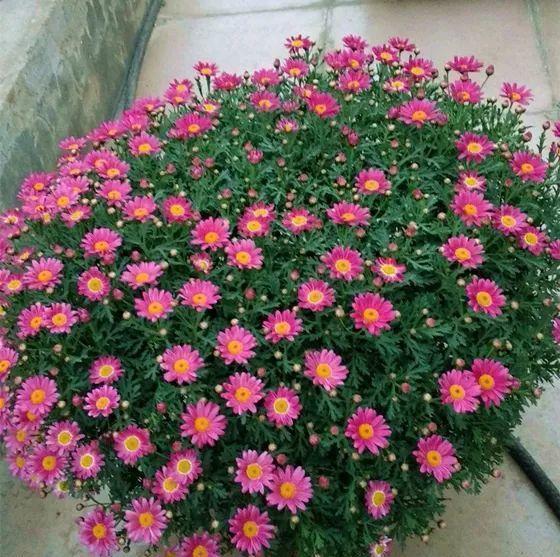 气温升高，玛格丽特有“3个喜好、1个害怕”，养好就是大花球