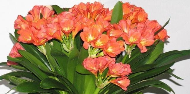 君子兰不开花，提前做好“几点”，花芽快分化，花剑“猛蹿”！