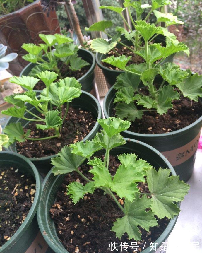 多元素|5种“漂亮花”，秋天乱修剪？小心来年，一年没花看